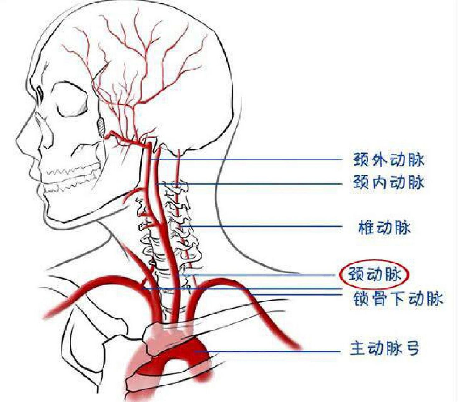 主动脉弓头臂干图片