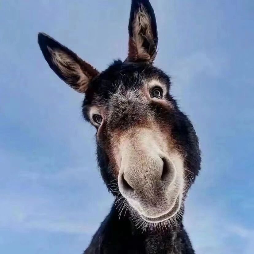 搞笑图片驴的头像图片大全驴脸头像驴头像图片驴头像图片高清驴的头像
