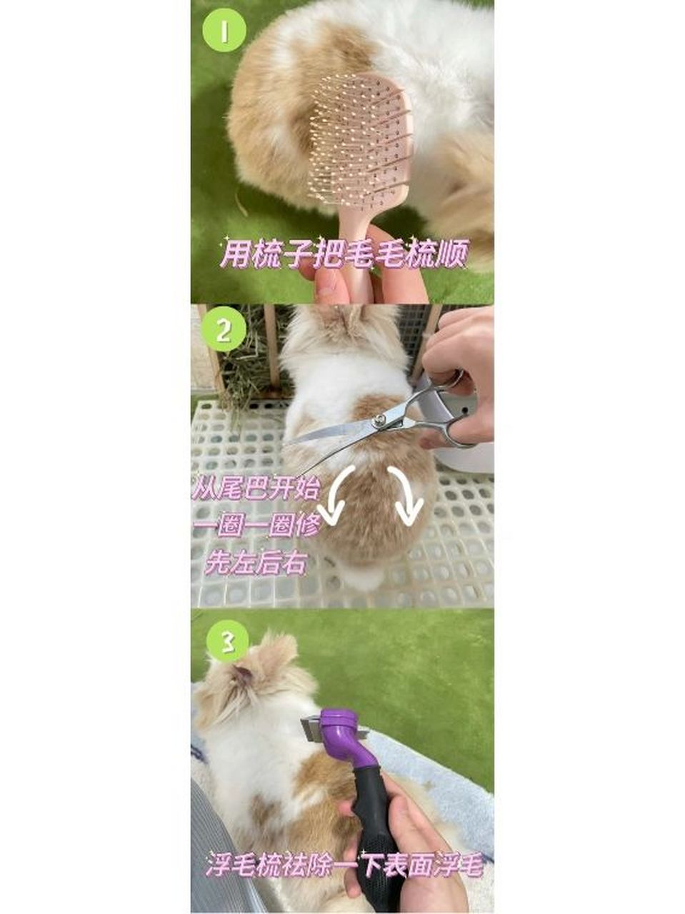 猫猫兔剪毛教程 猫猫兔这种长毛兔的颜值和铲屎官的修毛技术有非常大