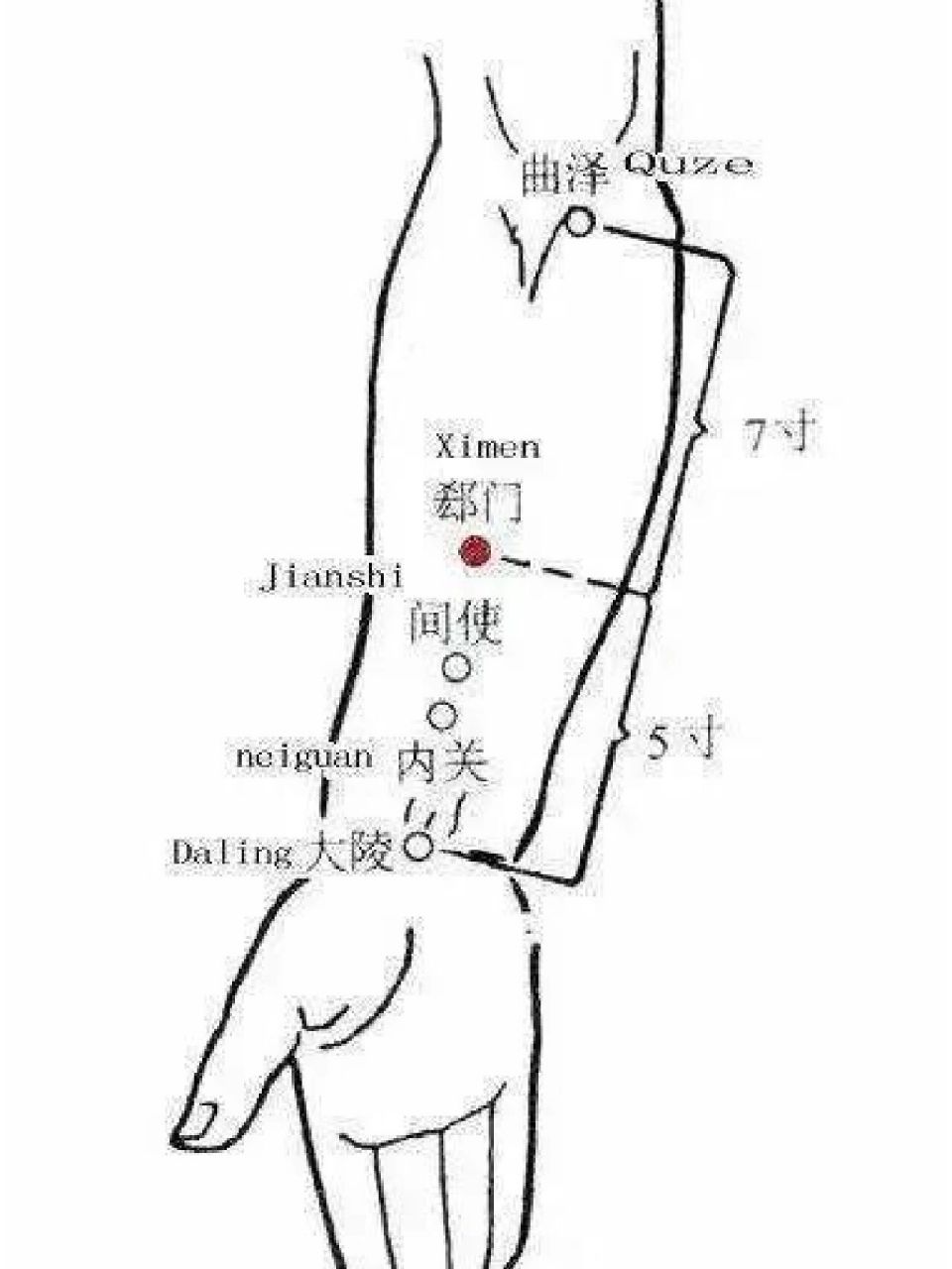 郄门的准确位置图作用图片