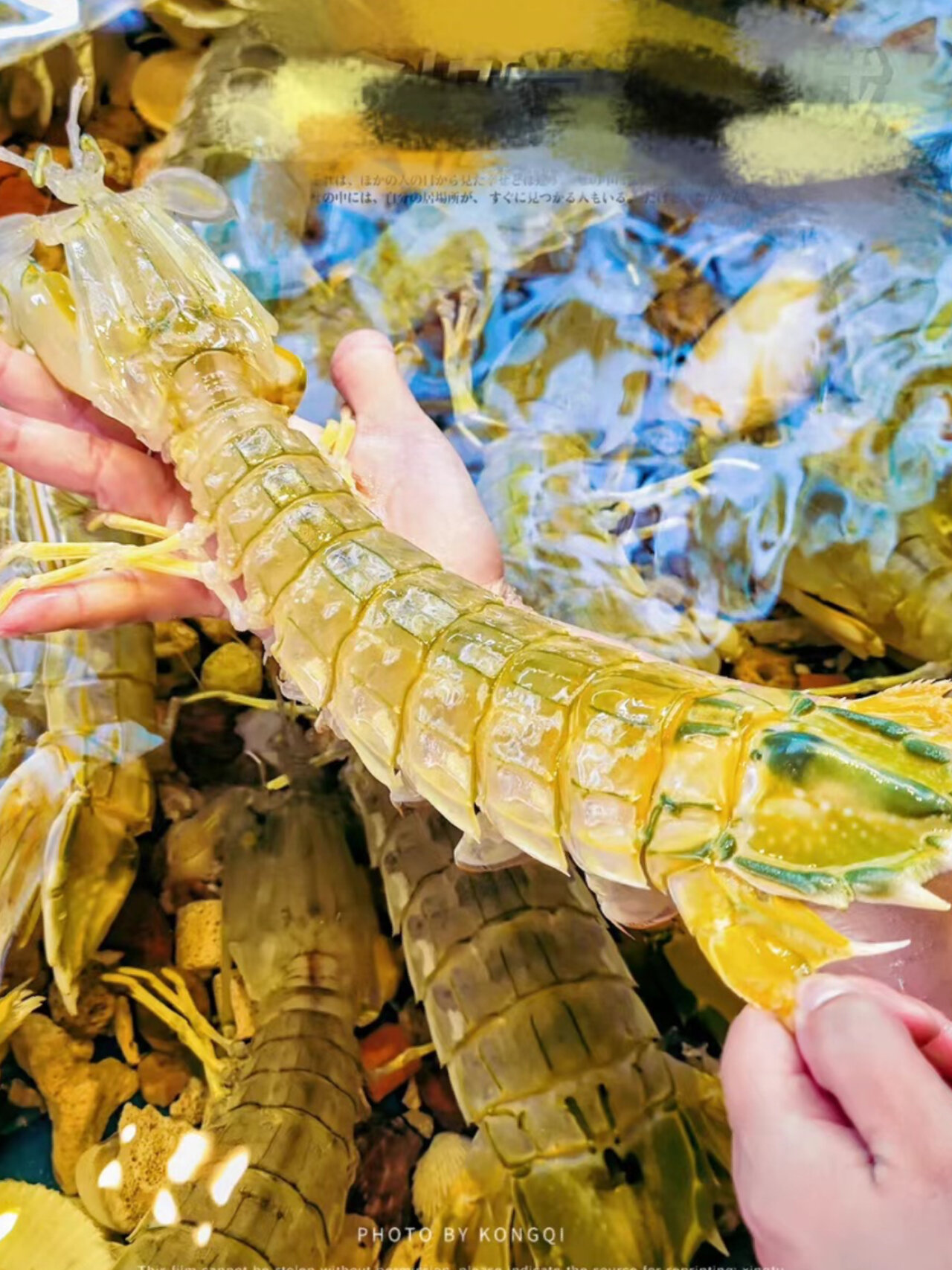 手臂粗的富贵虾真的很好吃,送礼都很体面!