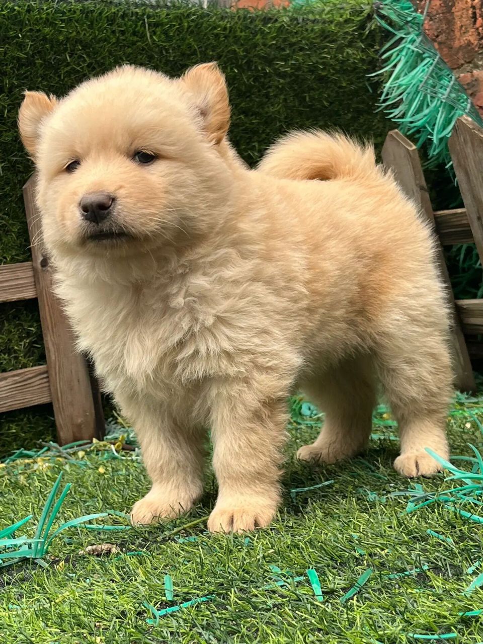 怎么挑选一只好点的土松犬 土松犬是我们中华本土最为古老的原生犬种