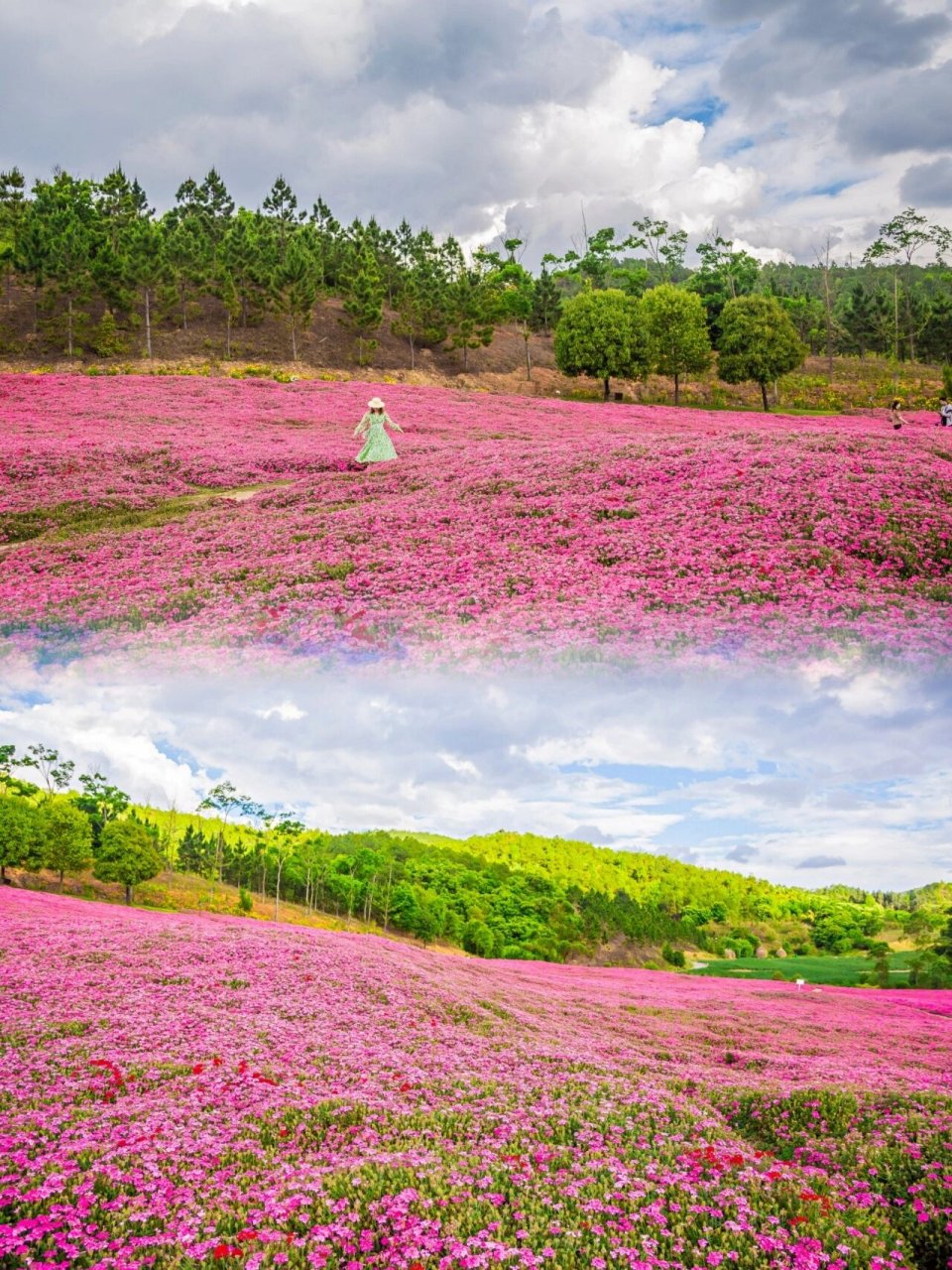 昆明周边|滇中植物园最全攻略来了哦 滇中植物园,我是因为花海知道的