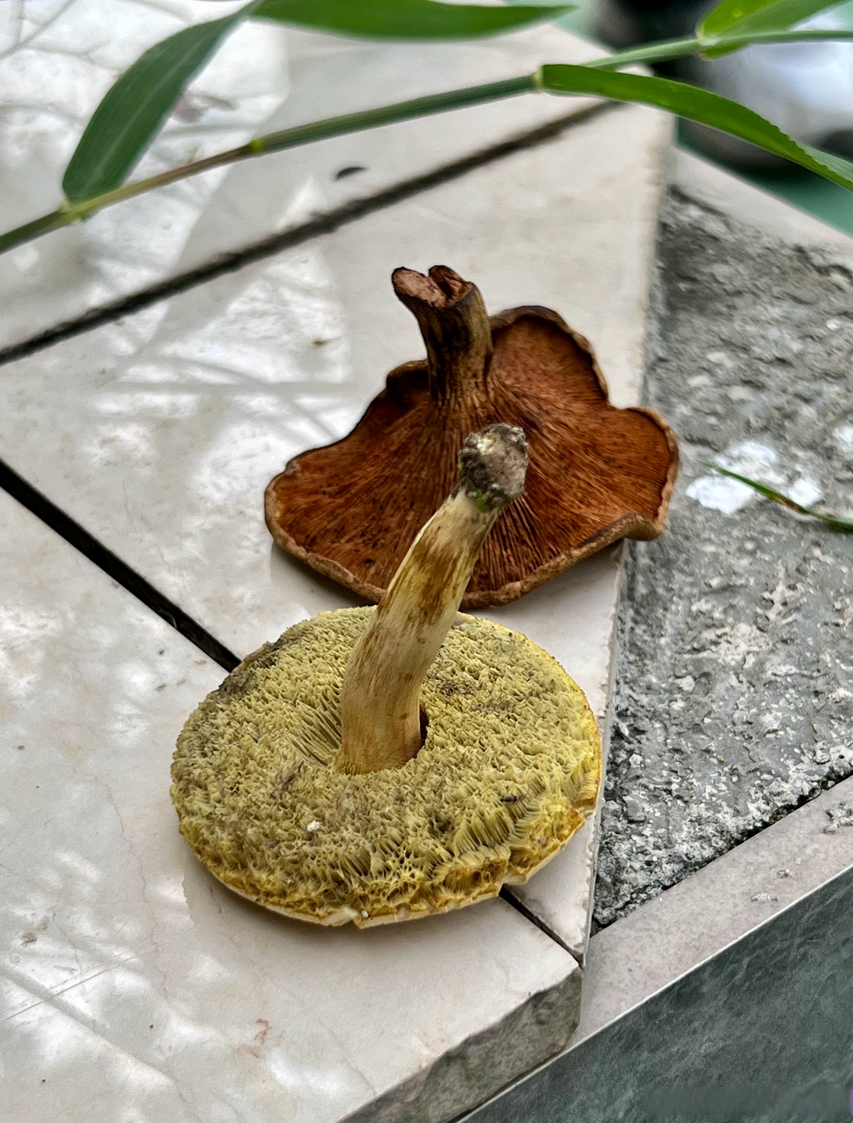 啊,同行的菌类老师赶尾人 采到了毒性很大的毒蘑菇(照片上面棕色的