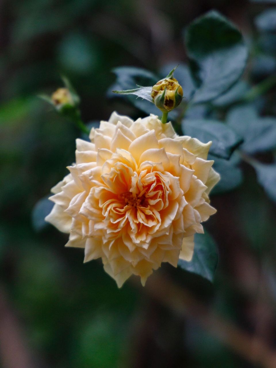 橙色月季|冬日里的暖色调,温暖的一见倾心 经常路过的一处小院,今天有