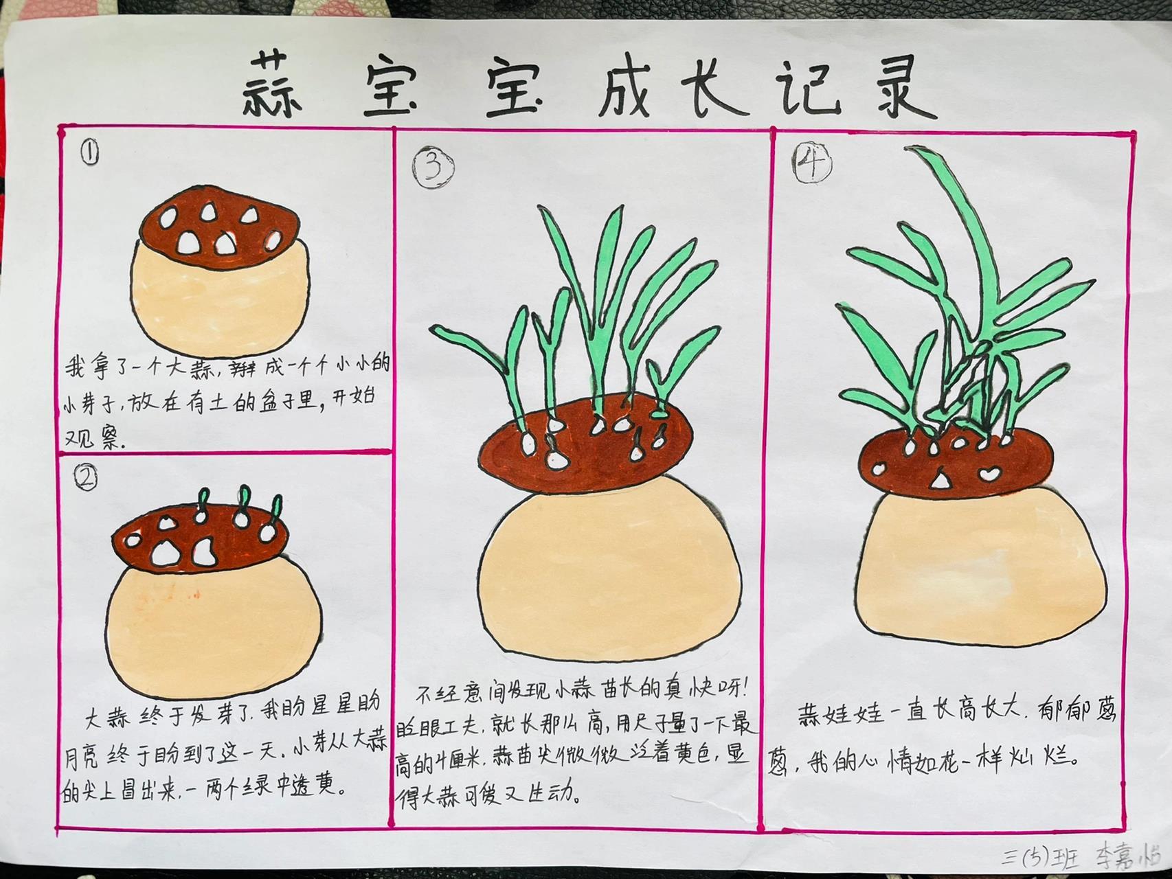 三年级孩子的手抄报《植物生长过程》97 献给3.