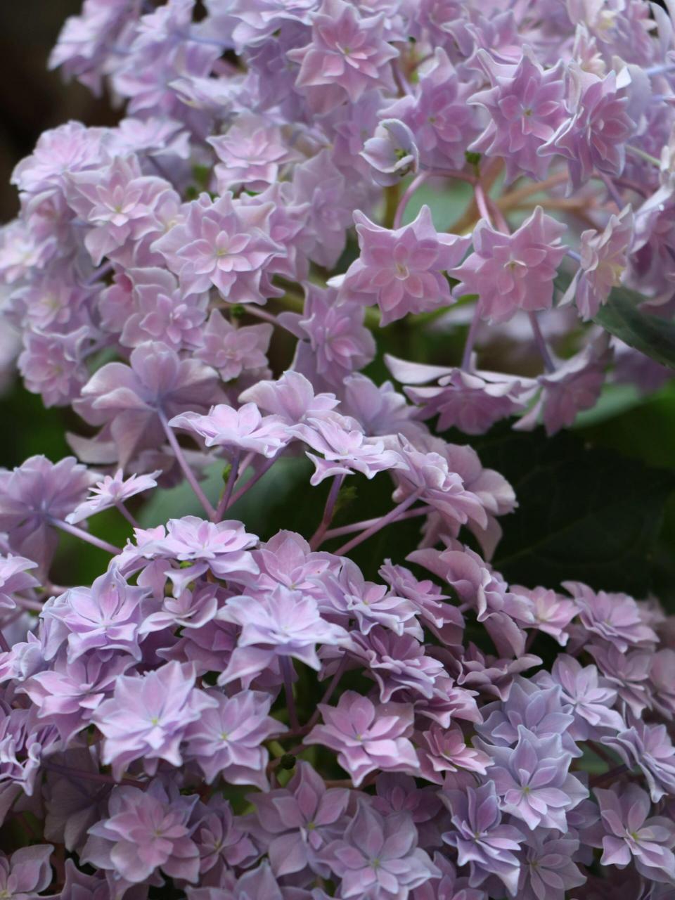 绣球品种推荐之牵牛星 【特性】老枝开花 【优点】 1.容易调蓝.