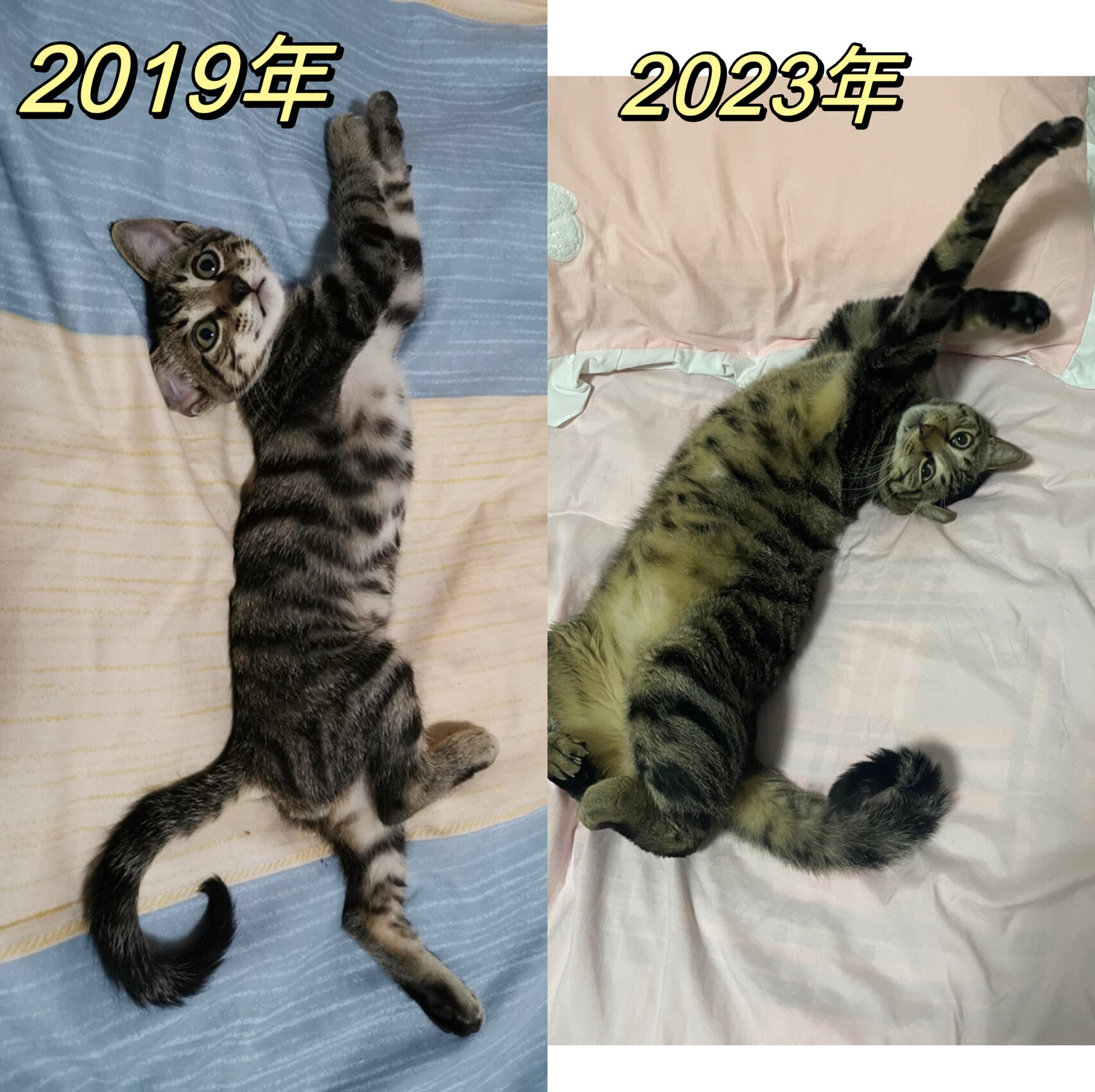 狸花猫越养越黄是怎么个事儿?