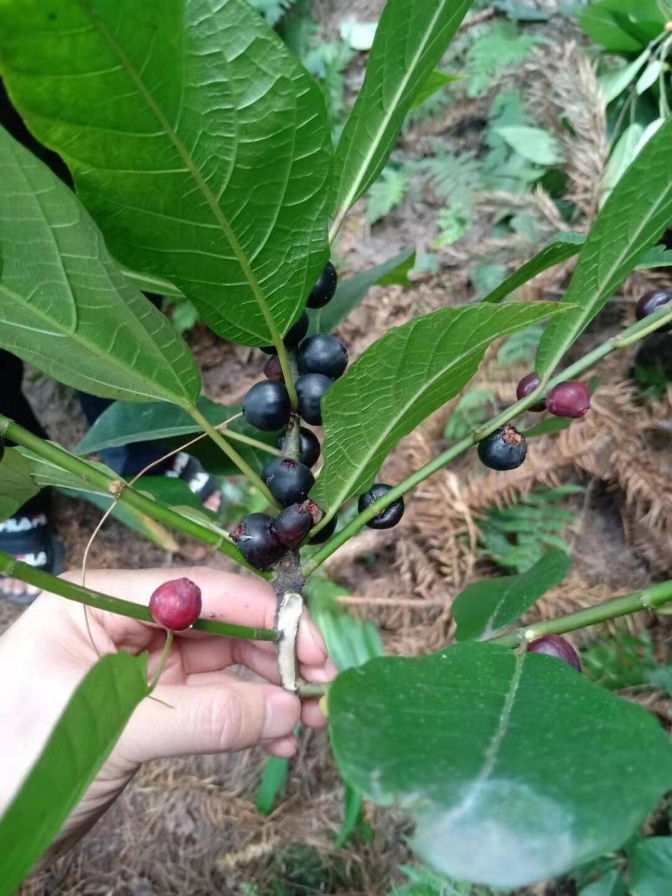 巴南樵坪山 摘奶浆果～树地瓜 野生异叶榕 ,农村叫奶浆果,也叫树地瓜