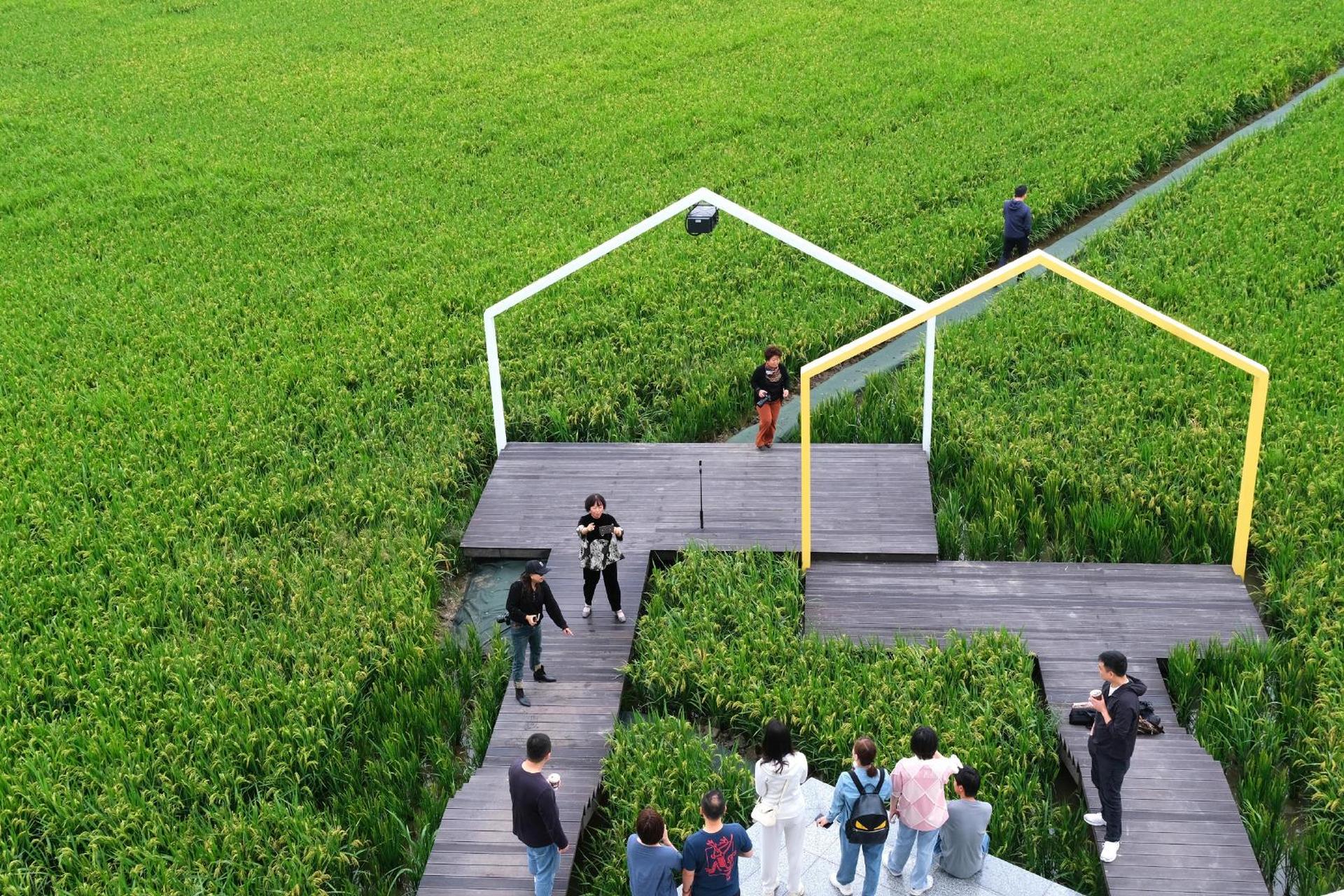 【秋天的田野上,稻香夹着咖啡香】#美丽宁波#9月底,奉化区西坞街道庙