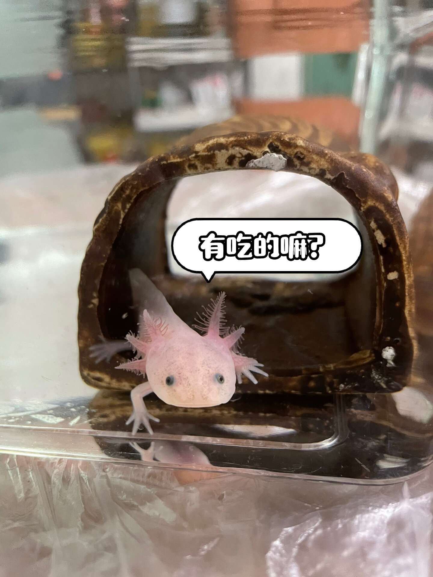 六角恐龙换水老是扑腾有什么办法 给小老六换水的时候老是把自己尾巴