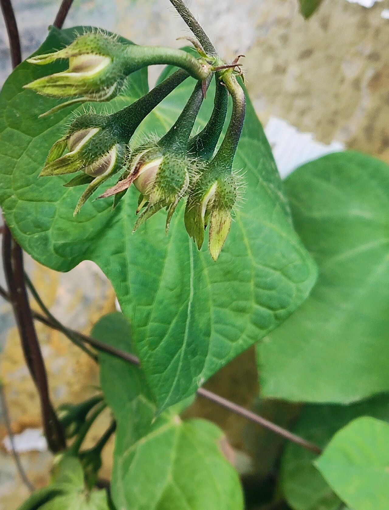 一级入侵植物——圆叶牵牛 圆叶牵牛是旋花科,牵牛属一年生缠绕草本