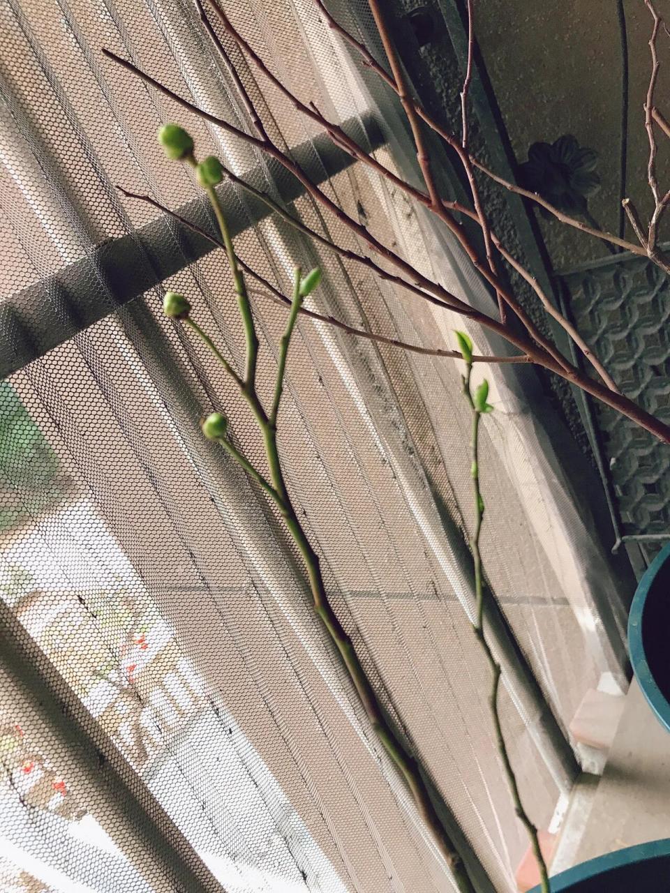 1.8的08蓝莓苗发芽芽啦,能让我辨出品种就行