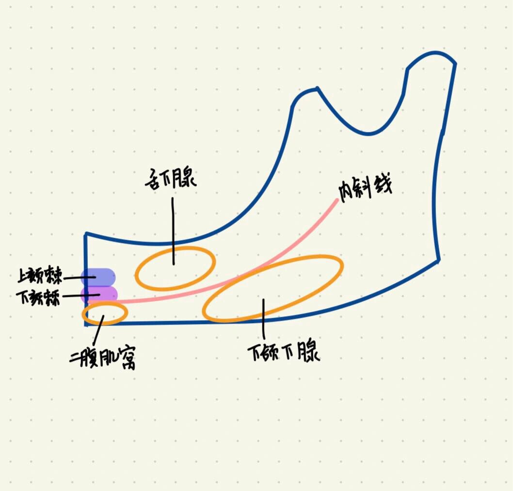 三个窝的位置就要搞清楚这些窝旁边的骨性结构是什么