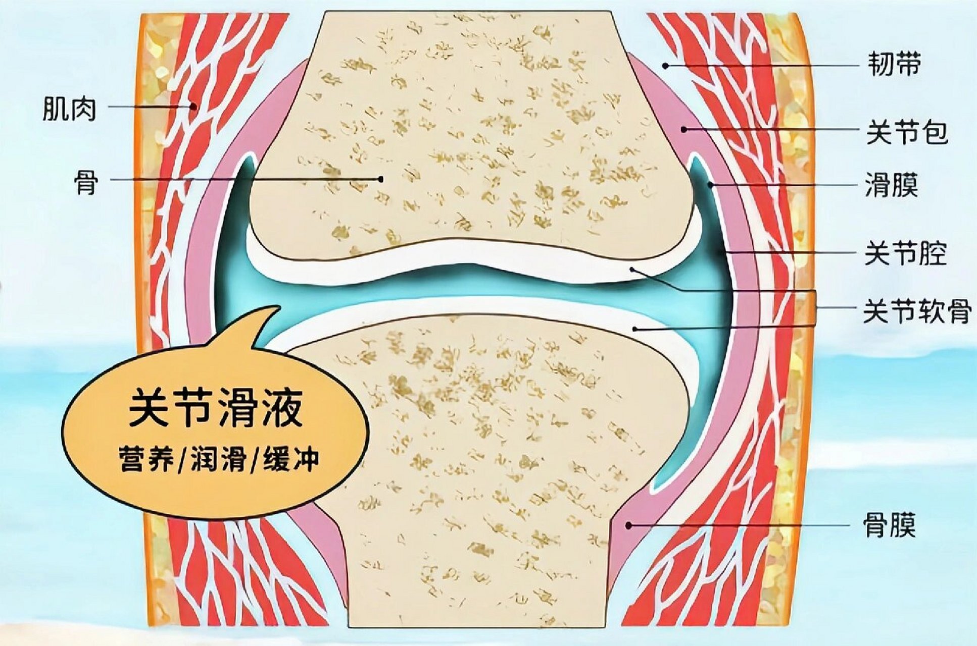 膝关节滑囊位置图图片