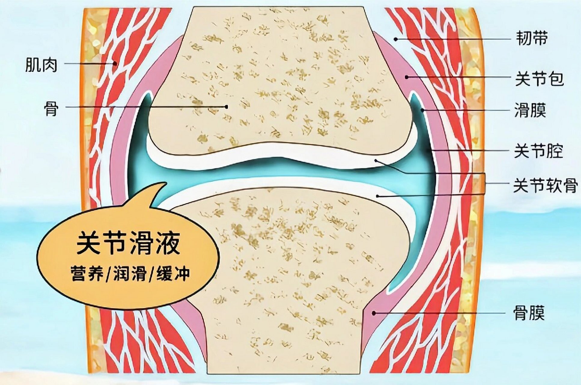 你了解膝关节滑囊炎吗? 膝部滑液囊很多,有的与关节相通,有的不相通.
