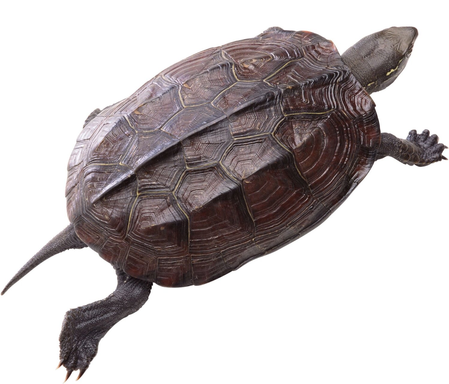 绘画素材1000更—乌龟组图