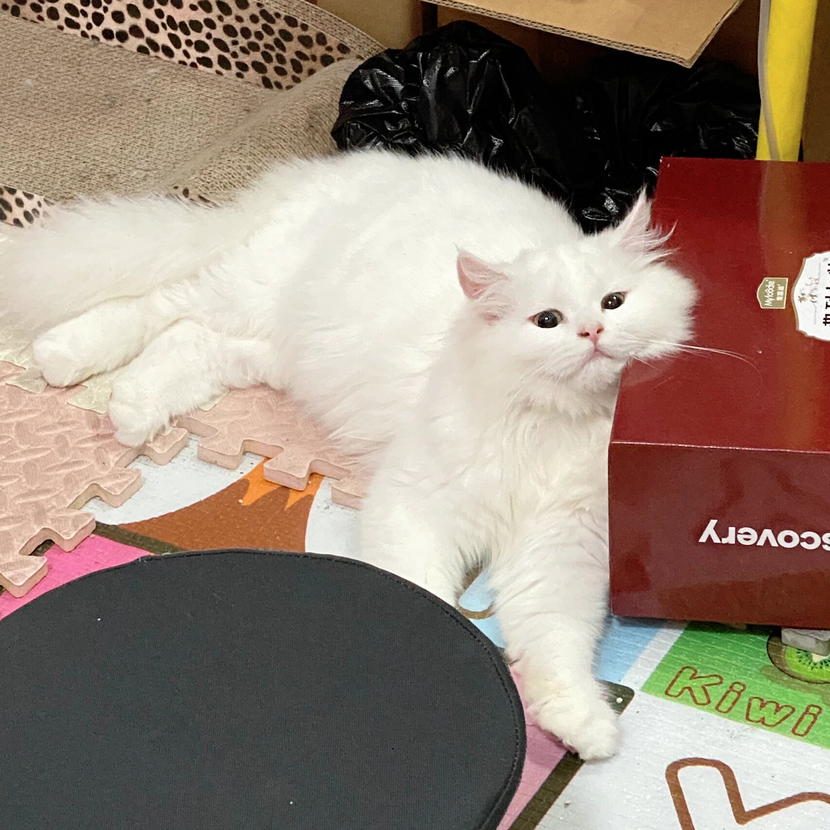 你们的纯白高地猫都是多少钱90买的