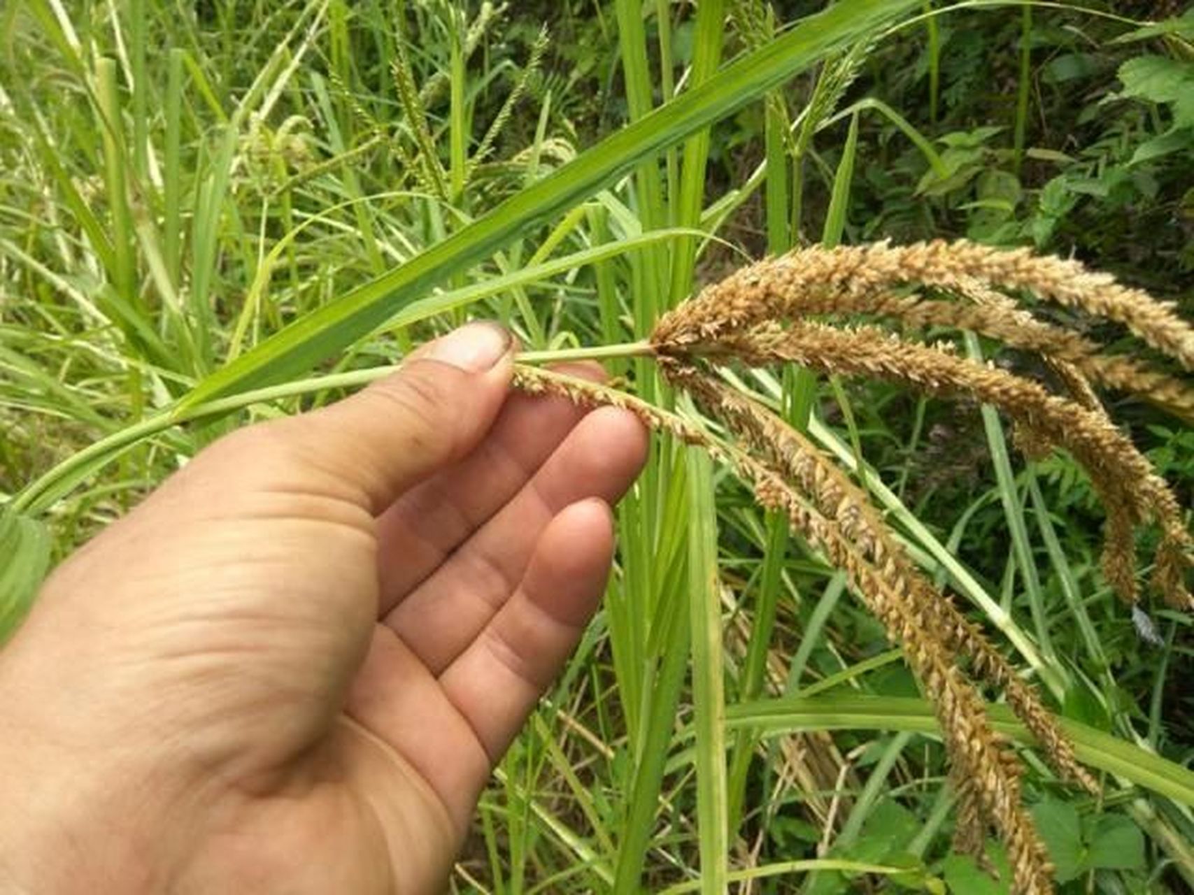 糁子粑粑 收获的季节,怎能忘了好吃的糁子粑粑