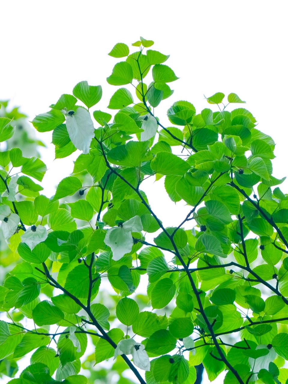 植物记 | 山谷里盛开的珙桐 davidia involucrata baill.