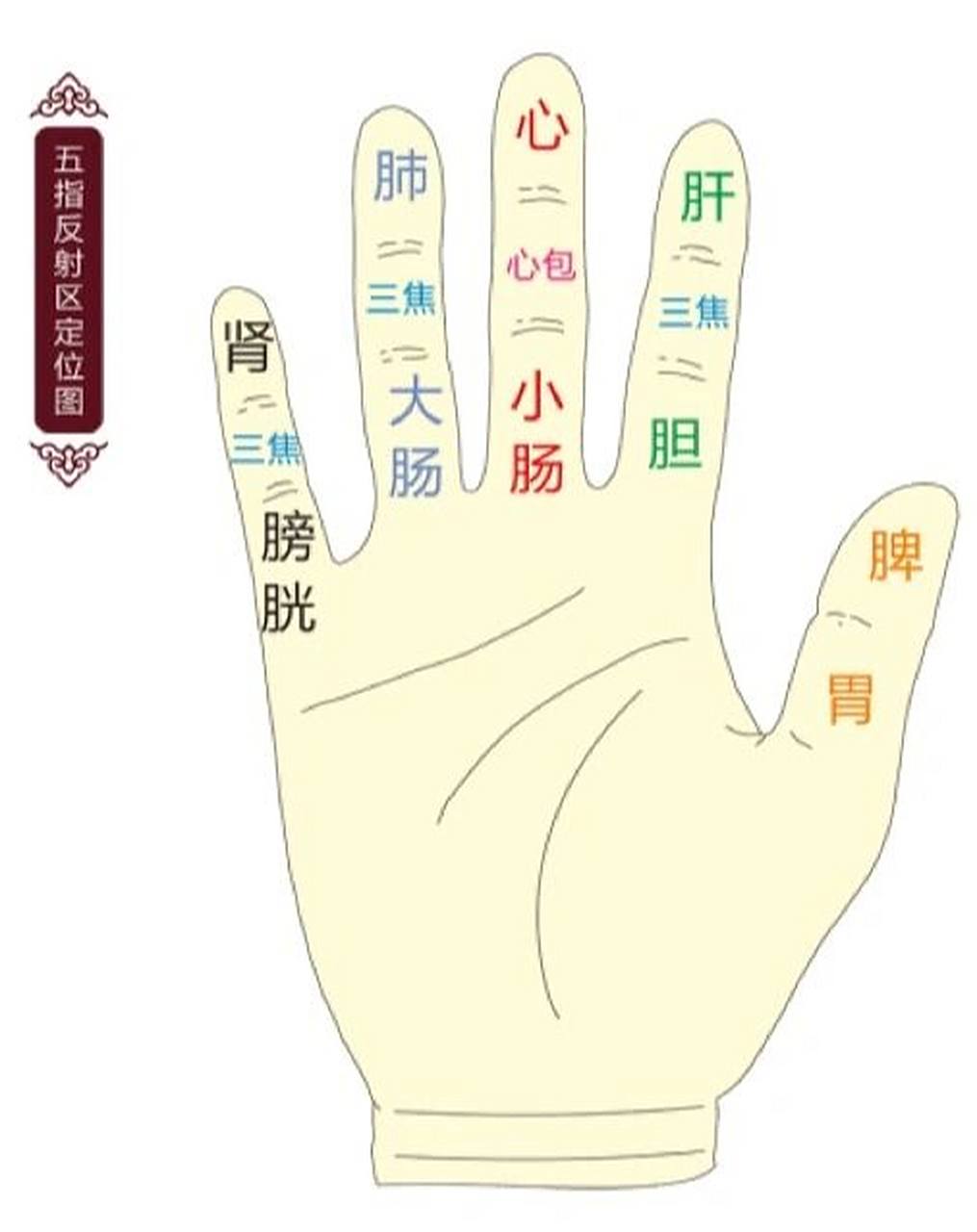 中医干货:手掌对应的五脏六腑