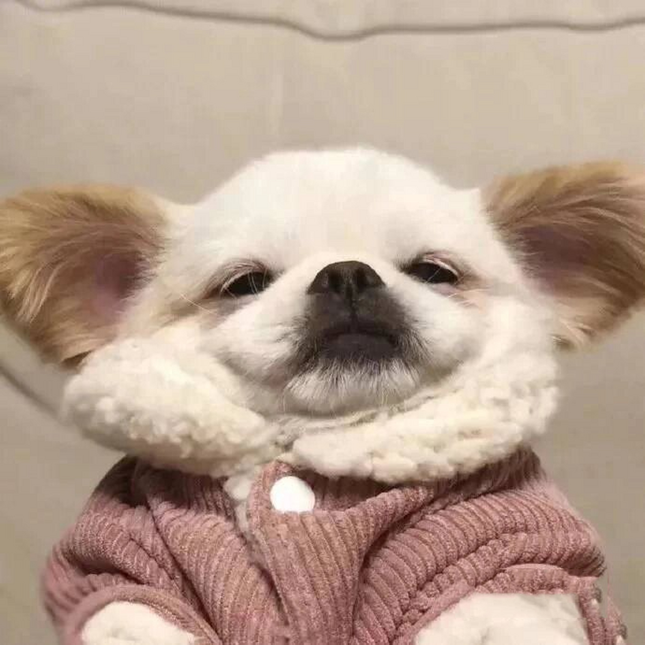 沙雕狗狗微信qq头像可爱又沙雕