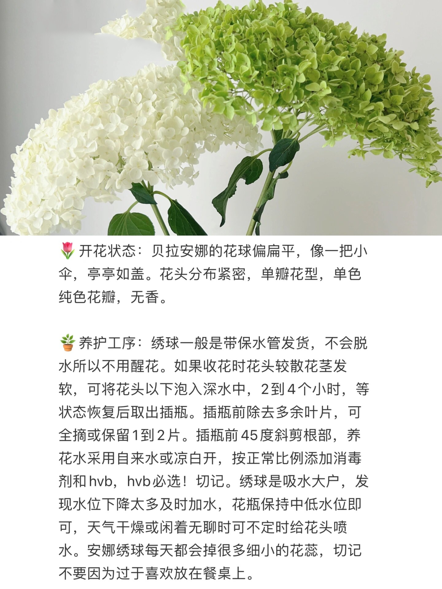 拉维布兰绣球花的特点图片