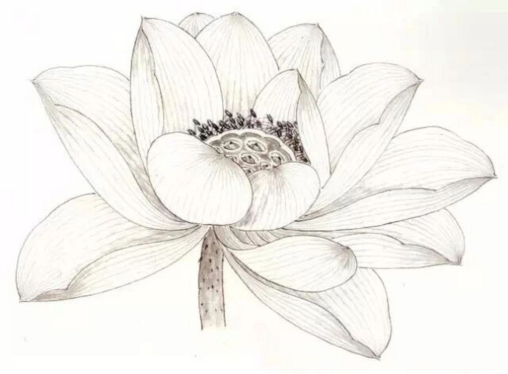 工笔画步骤分享(荷花花冠画法六) 水墨皴染法画荷花 1,用狼毫勾线笔蘸