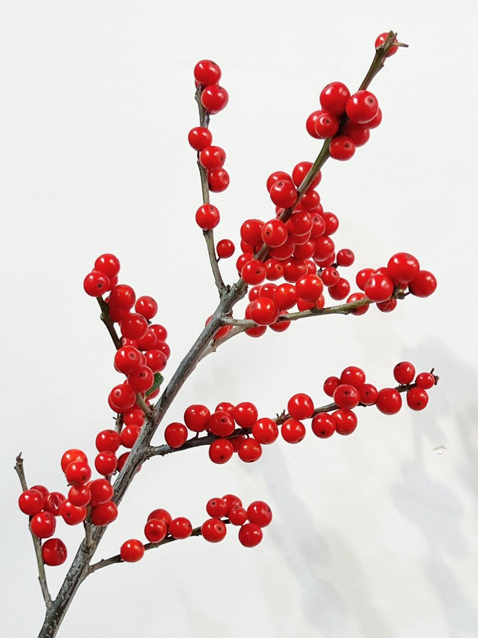 每日识花:北美冬青 北美冬青 别名:冻青 拉丁学名:ilexchinensis sims