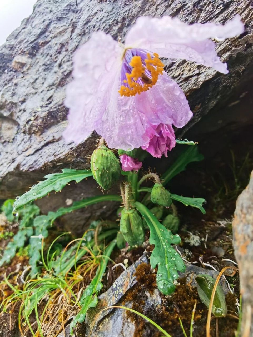 青藏高原植物大全图片图片