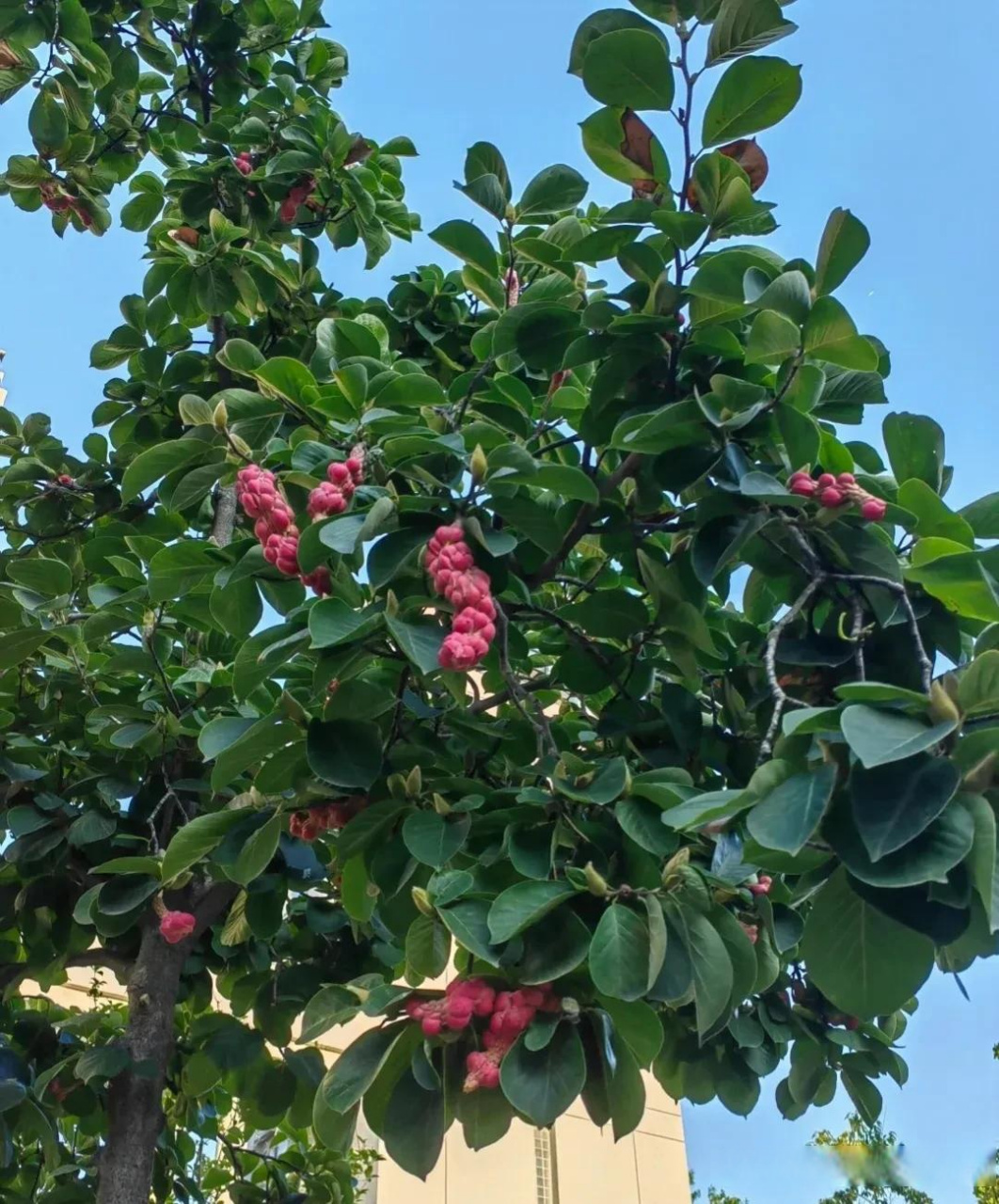 玉兰在春天的样子还历历在目,转眼已经到了秋天.