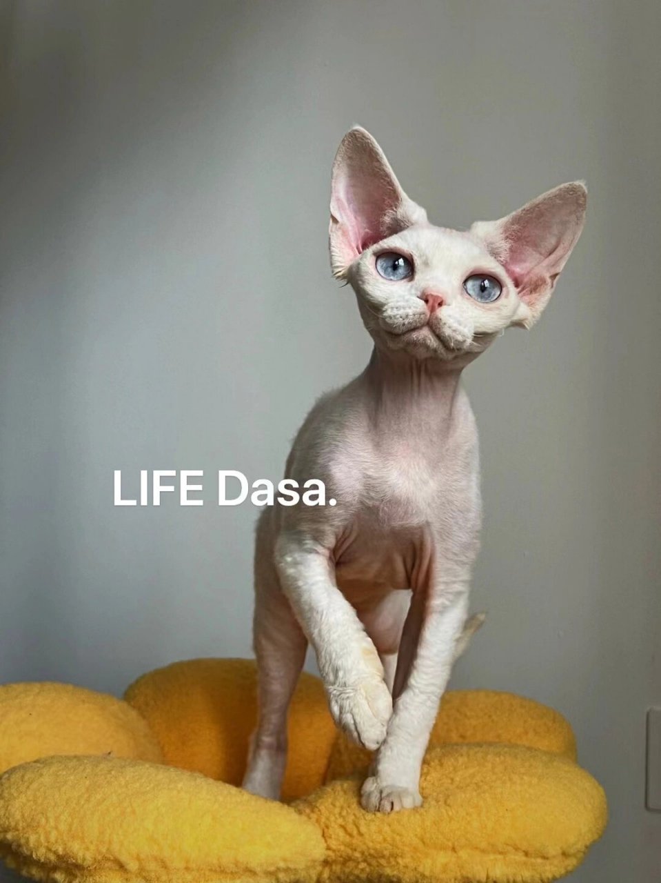 我来告诉你!懂的来! 今天话题:德文卷毛猫为什么贵?