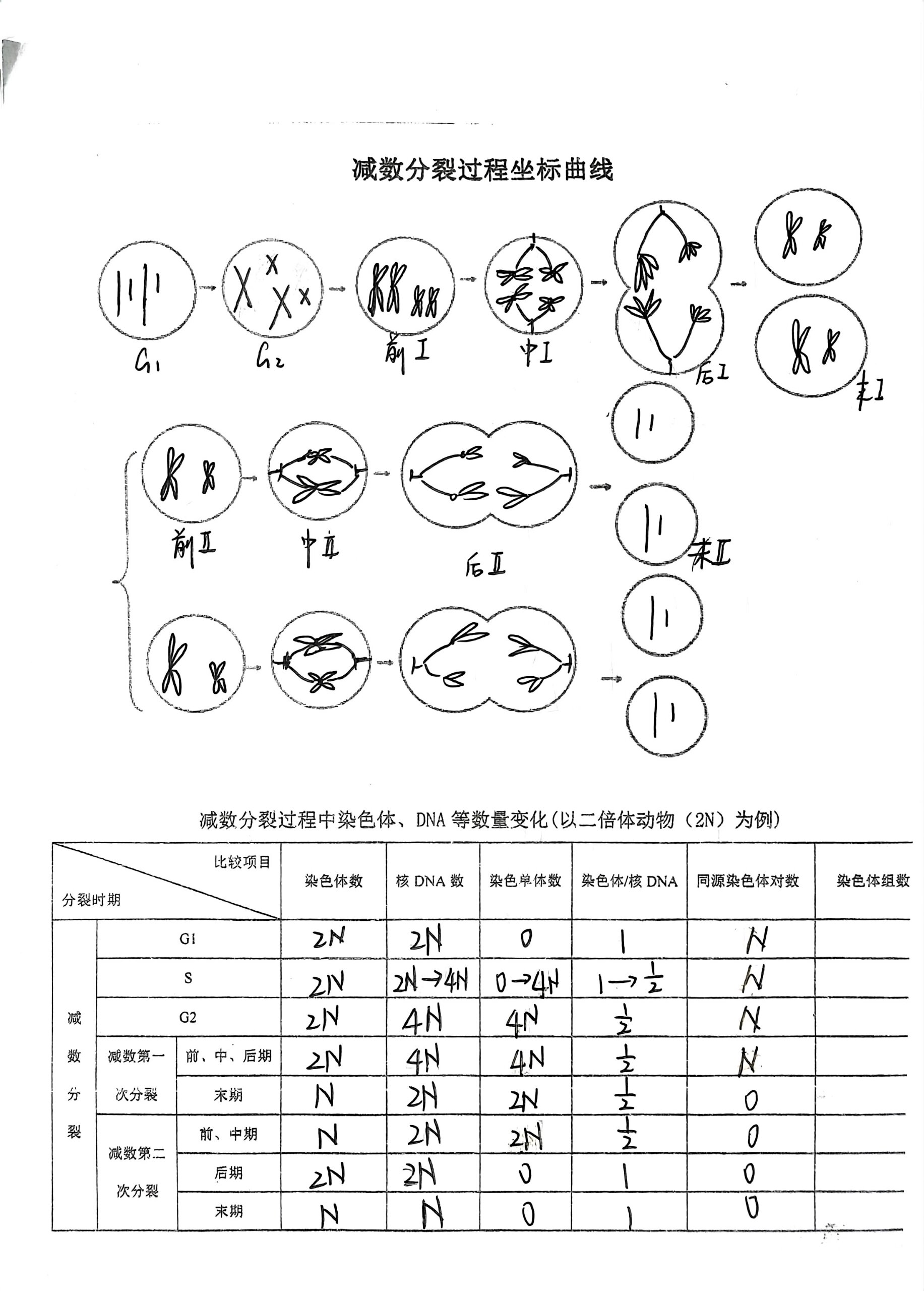 卵细胞减数过程图手绘图片