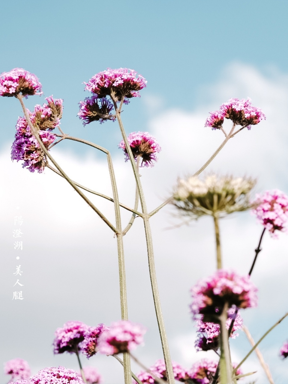 骑行阳澄湖美人腿半岛 #苏州历史地理人文美食#09:阳澄湖美人腿半岛