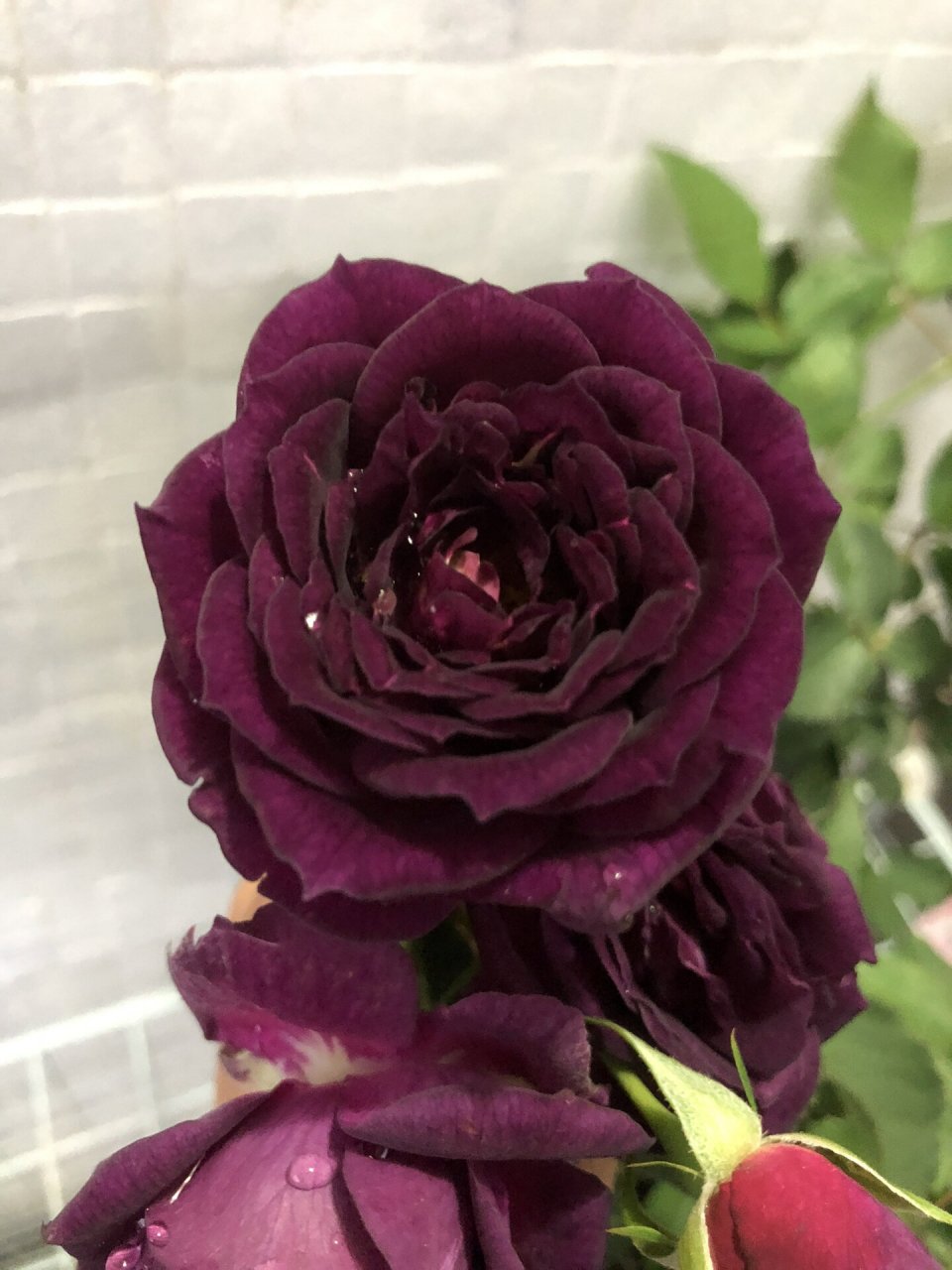 午夜深蓝月季 紫到发黑的月季,浓香,但花小,适合阳台种植.