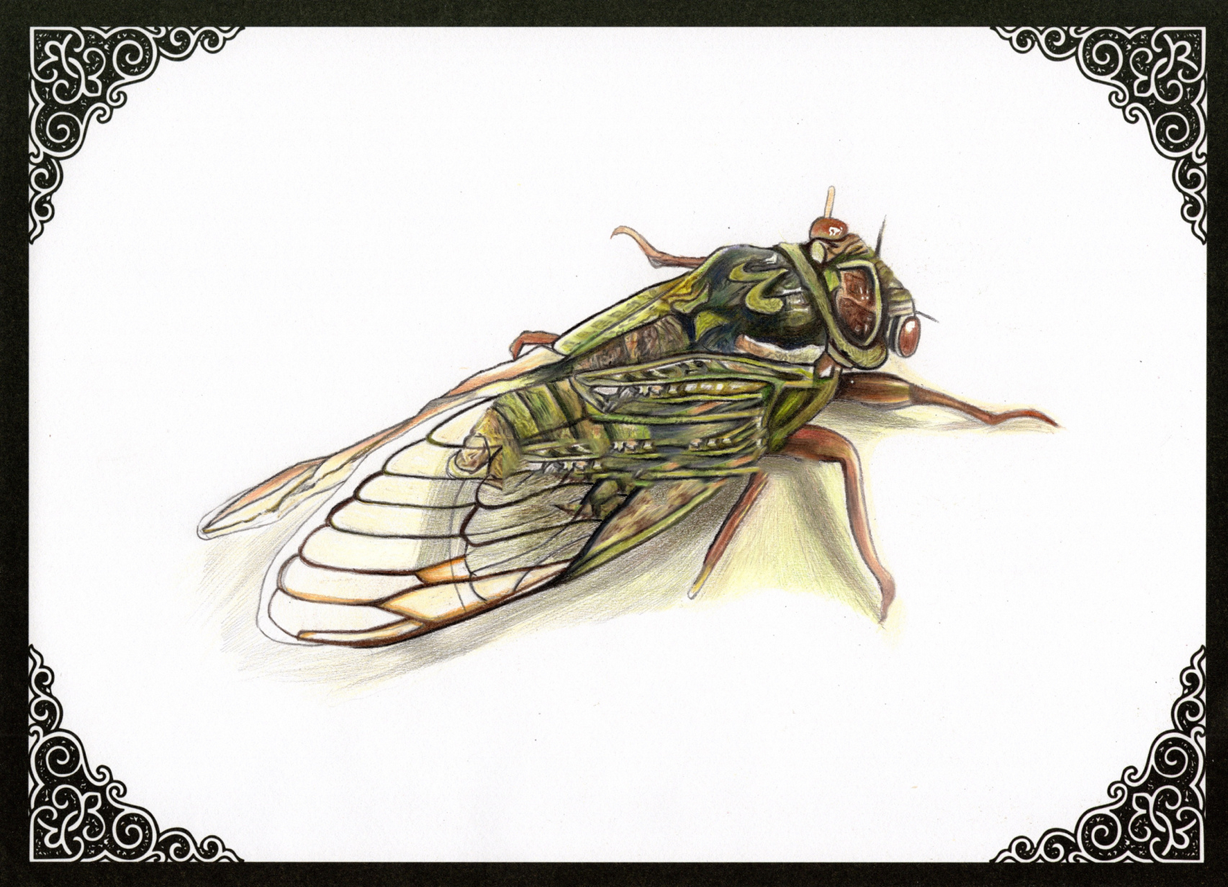 奇艺美术【彩铅昆虫篇】—《蝉》 工具:马可雷诺阿,a4古风卡纸.