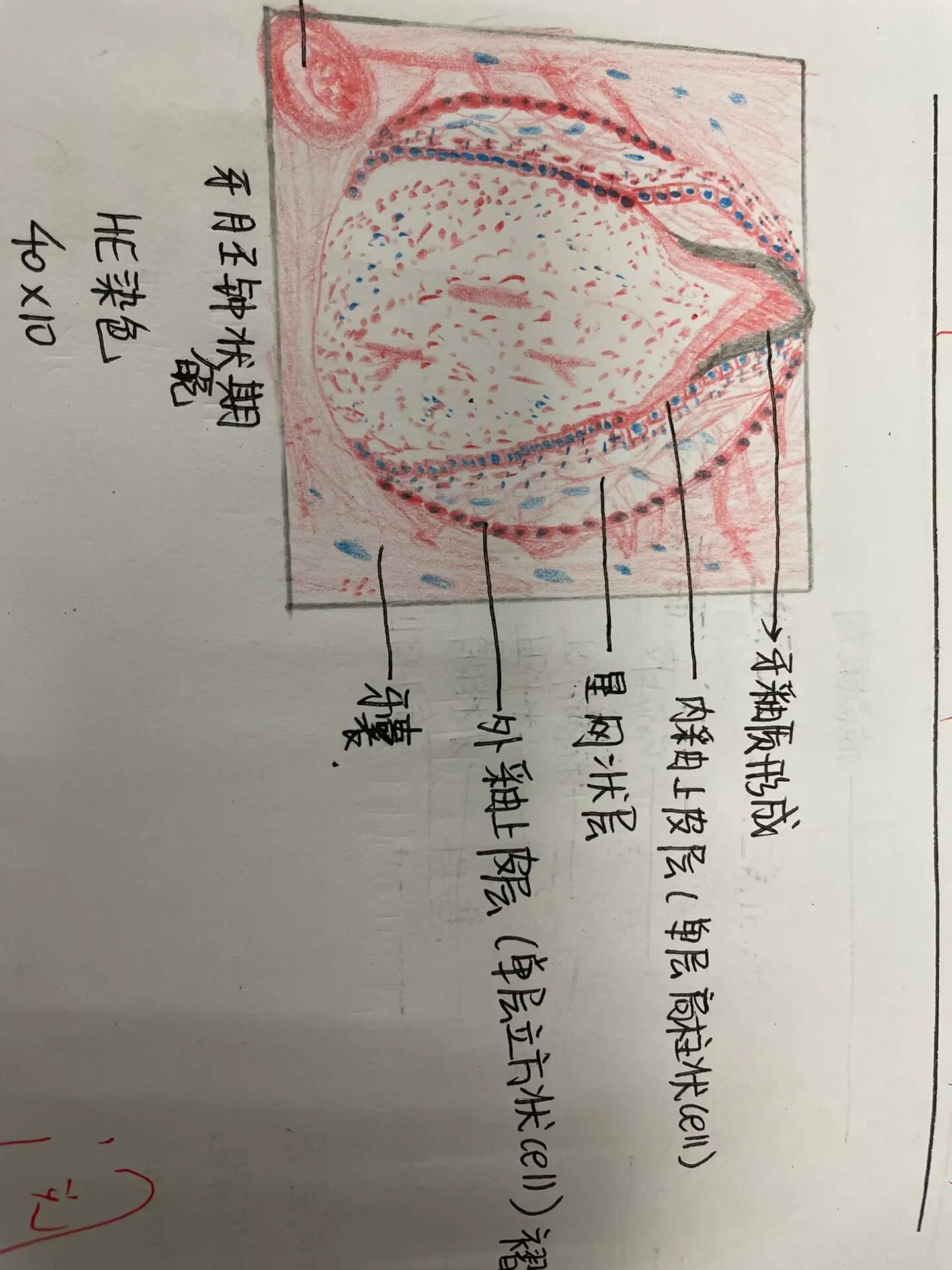 牙釉质红蓝铅笔图图片