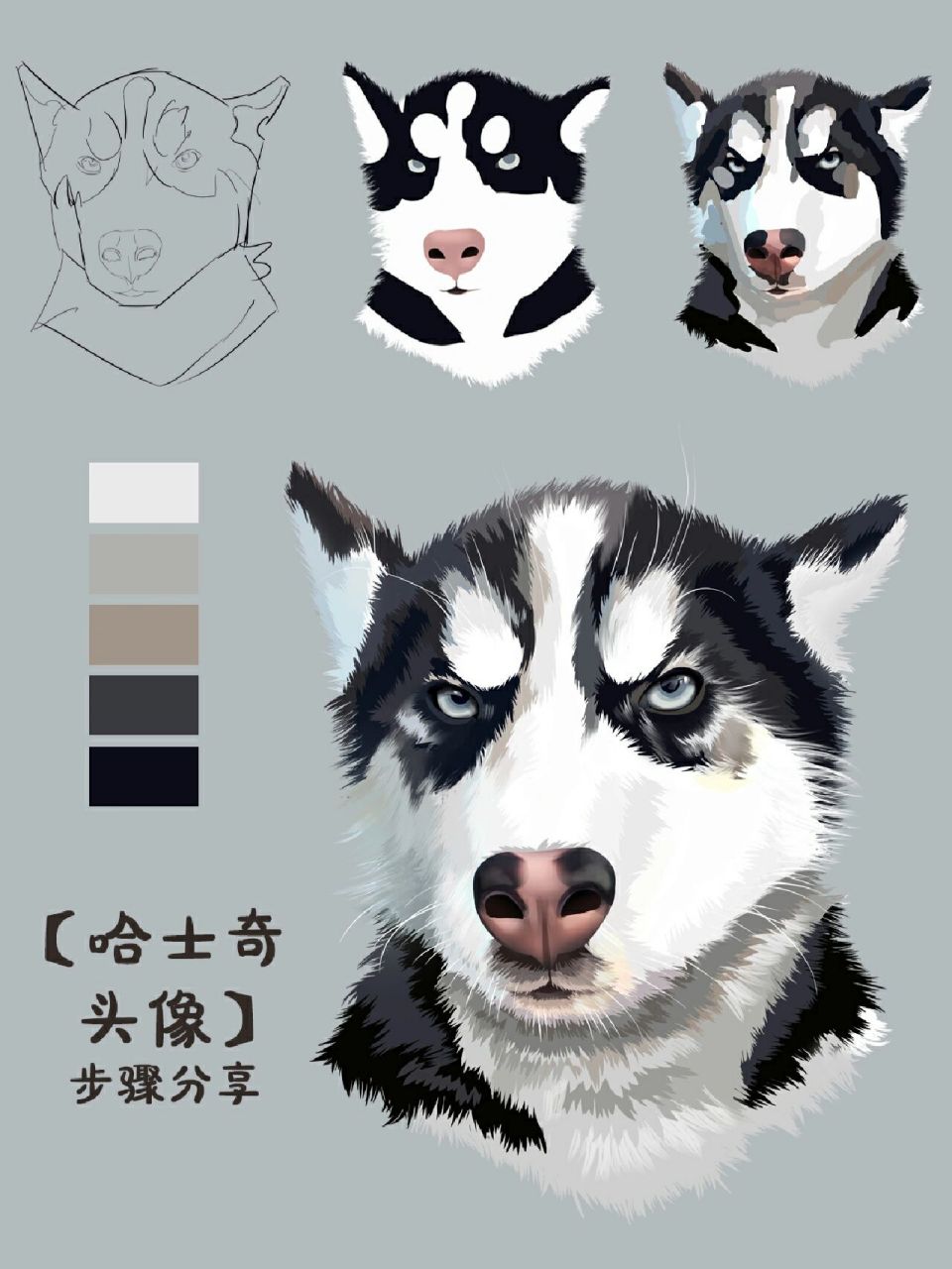 【宠物头像——哈士奇】二哈详细画法! 你们说二哈是真傻还是装傻呢?
