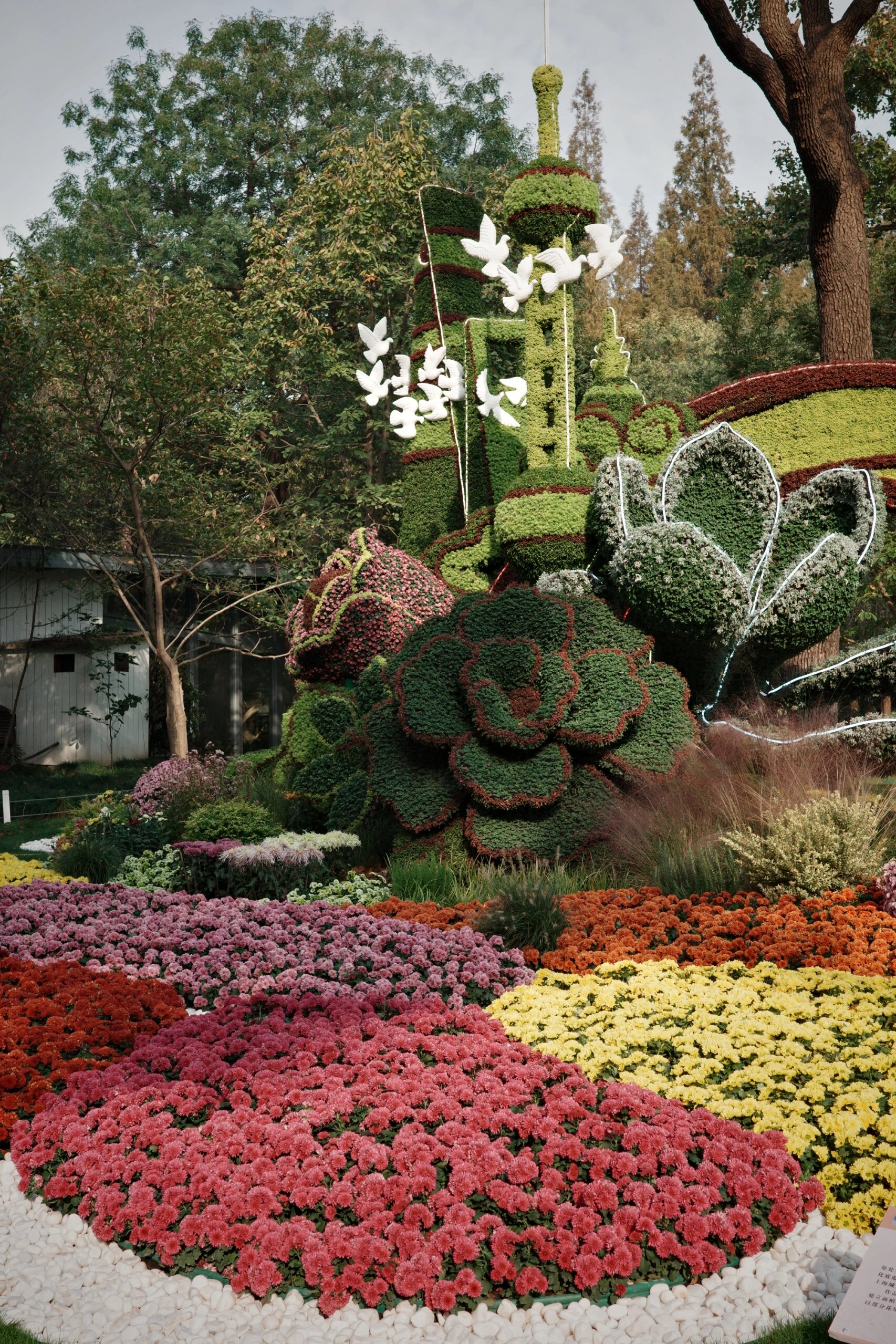 无锡锡惠公园菊展 今日免票入园