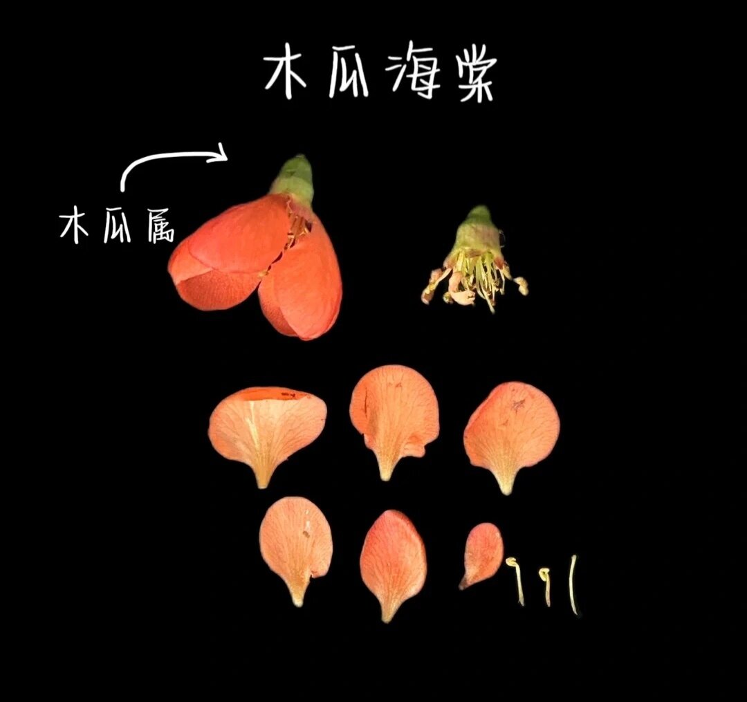 草本的品种有四季海棠,珊瑚秋海棠,铁十字海棠等;木本种类的品种有贴