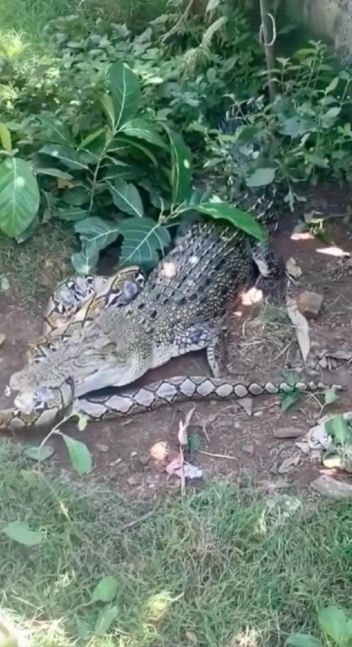 暴雨过后,鳄鱼大战蟒蛇.