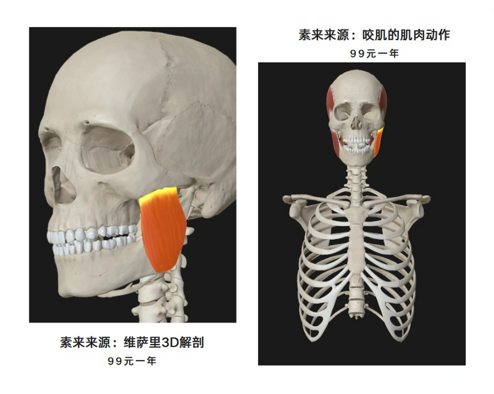 咬肌(masseter)起自颧弓下缘及其深面,止于下颌支外侧面和咬肌粗隆.