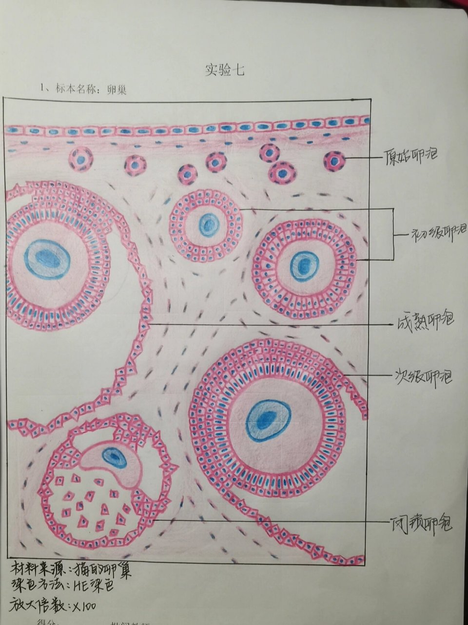 次级卵母细胞手绘图片