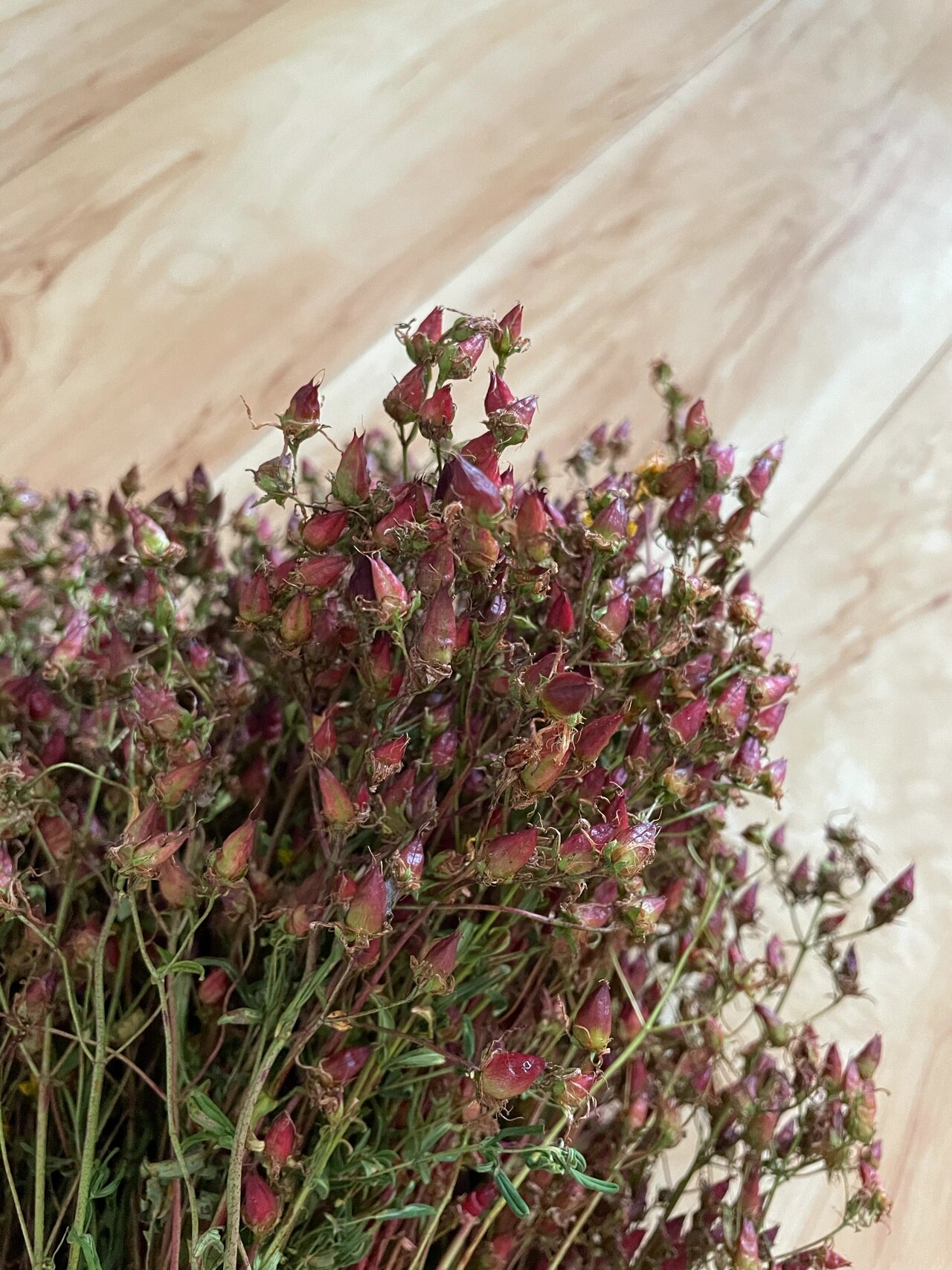 家人在山上采到的稳心草