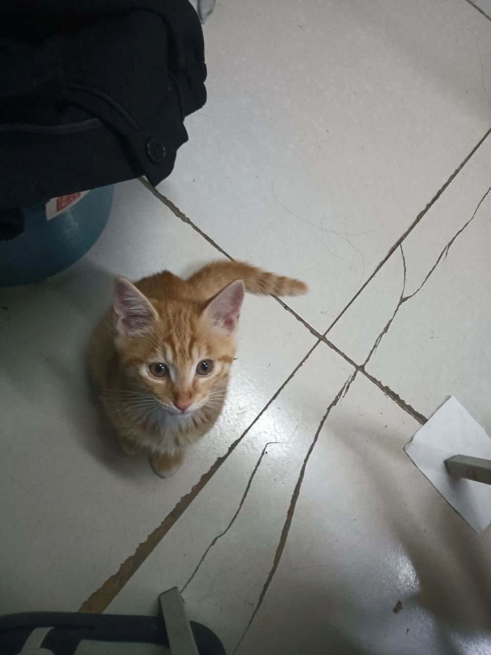 橘猫小时候和长大后对比,真的会长丑吗 后面三张是长大后的样子 感觉