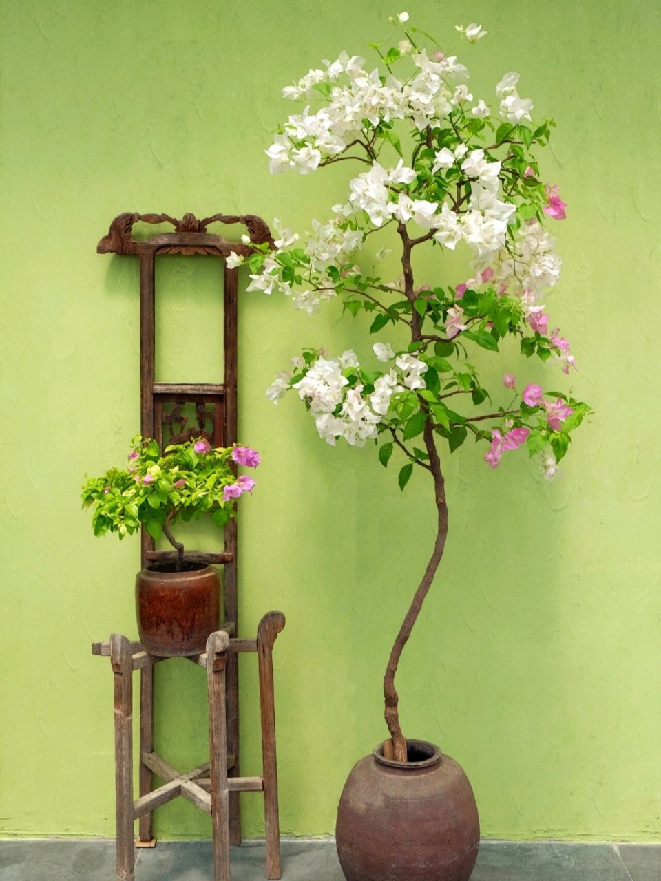 如何科学养好三角梅盆栽?