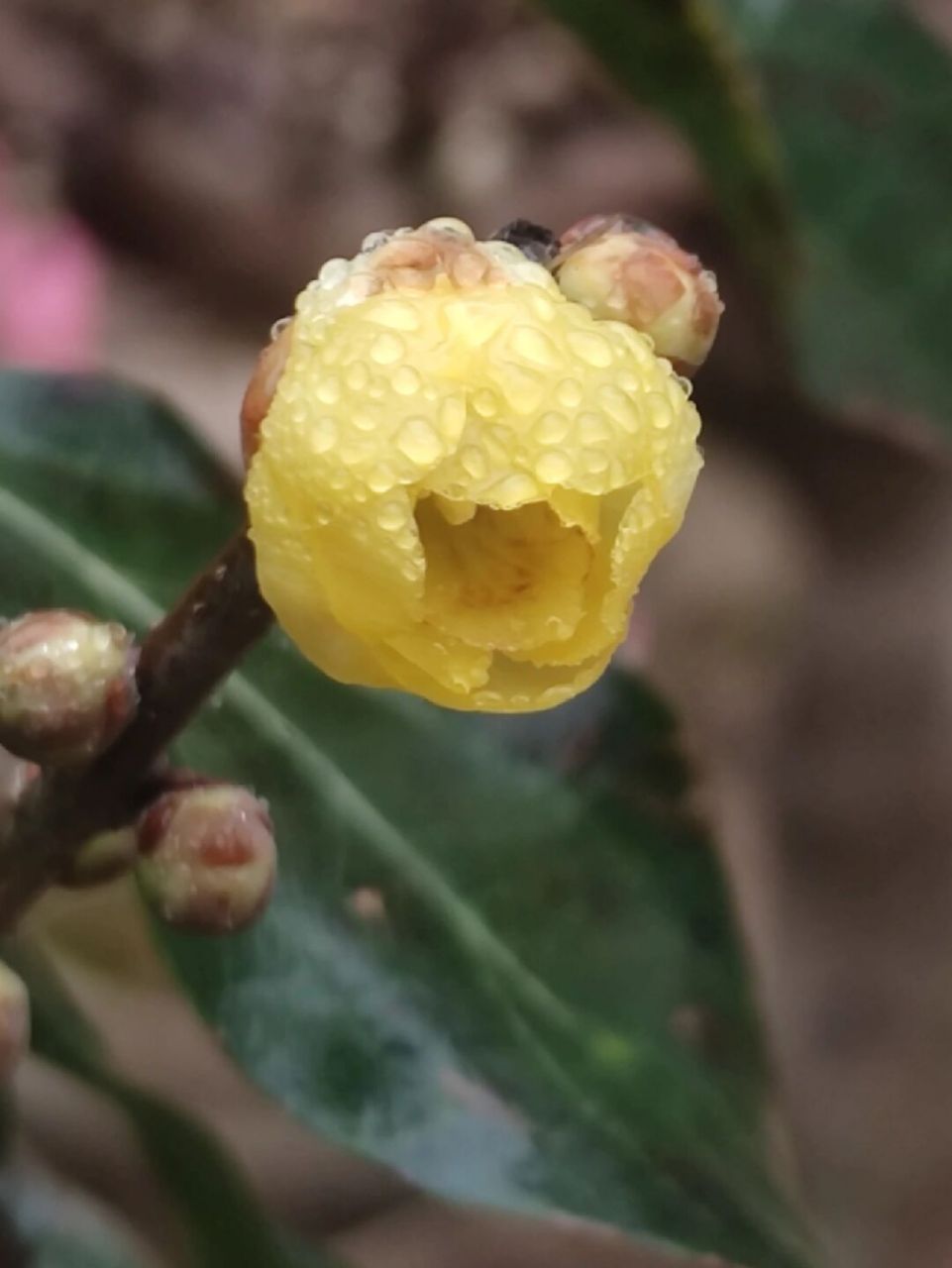 半高杆型腊梅,盆栽地栽都可以种 腊梅生长适应温度区间:40度到零下20