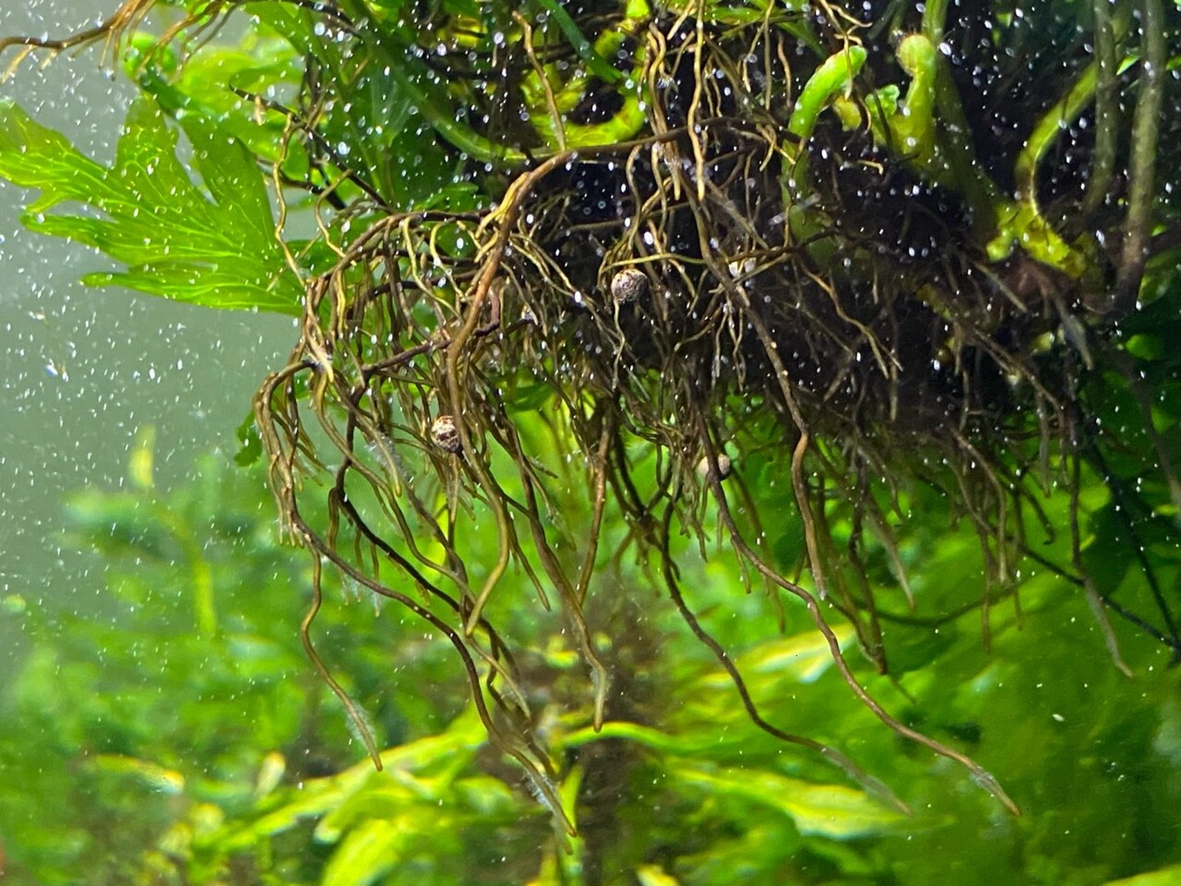 nb植物活力素,救活了我的黑木蕨水草 nb活力素(非hb101)生长活力素在