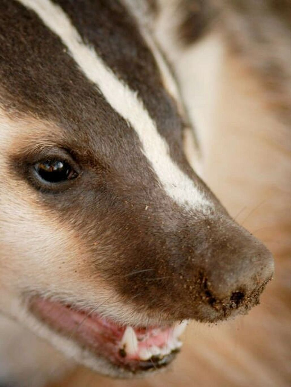 动物界的挖掘机——美洲獾 热知识:美洲獾具有楔形的头部,扁平的躯体
