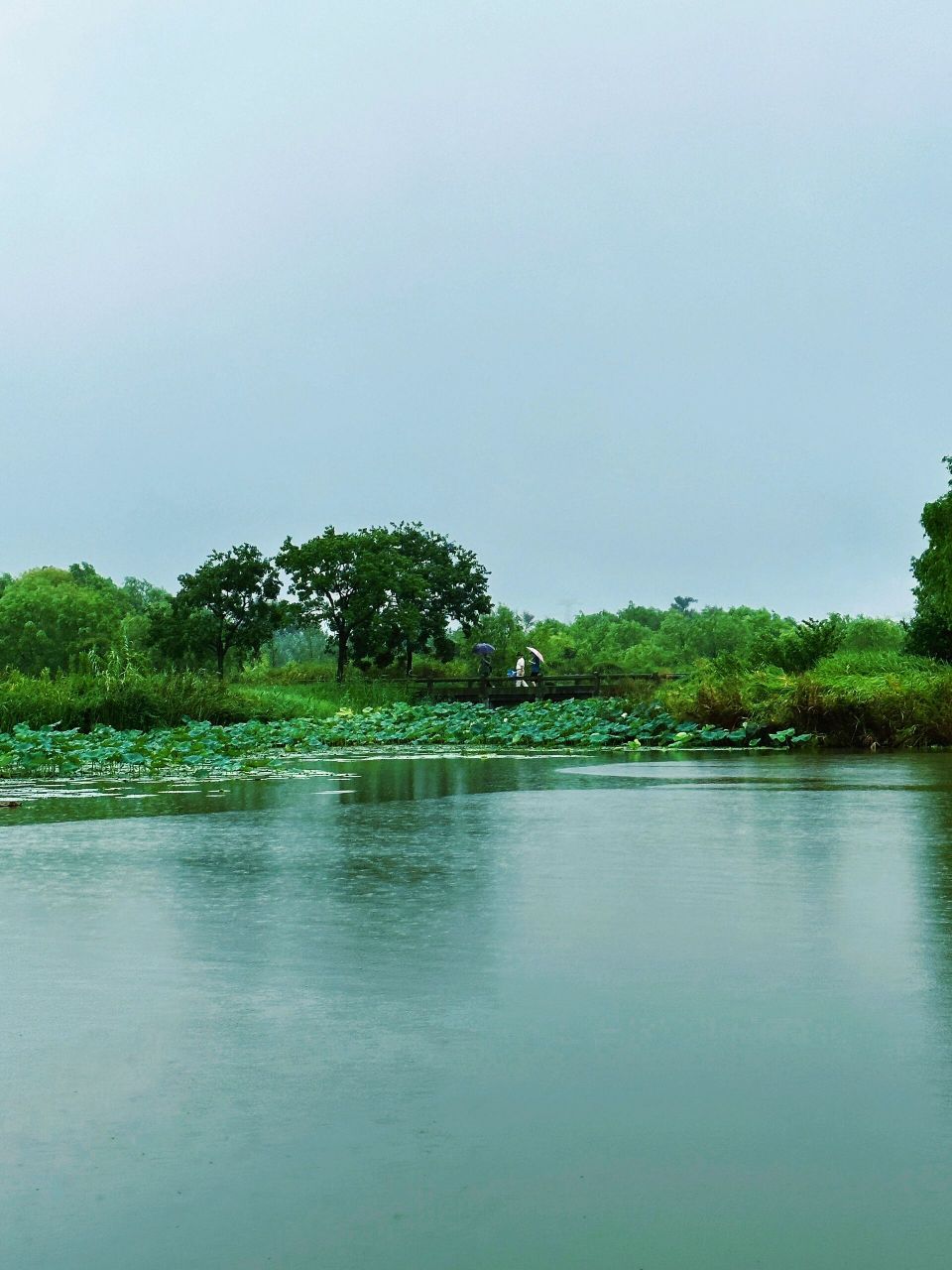 杭州湾湿地公园 芦苇荡 野鸭群 鸟类天堂  杭州湾国家湿地公园位于